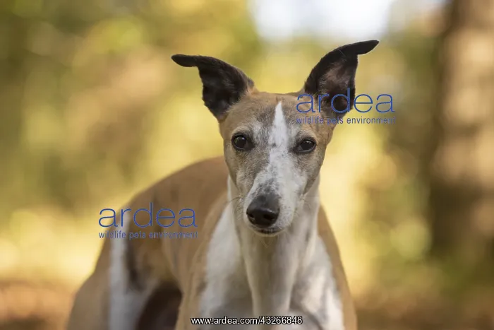 : DOG. Whippet, in autumn setting : DOG. Whippet, in autumn setting