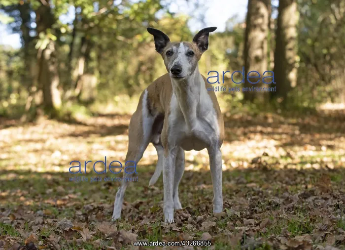: DOG. Whippet, in autumn setting : DOG. Whippet, in autumn setting