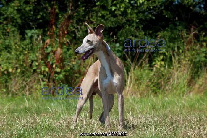 : Dog - Whippet in a field : Dog - Whippet in a field