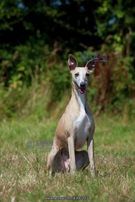 : Dog - Whippet in a field : Dog - Whippet in a field