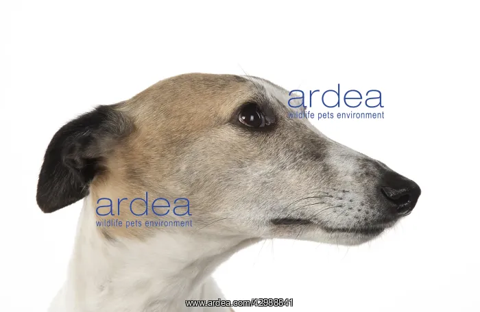 : DOG. Whippet, haed shot, studio on white : DOG. Whippet, haed shot, studio on white