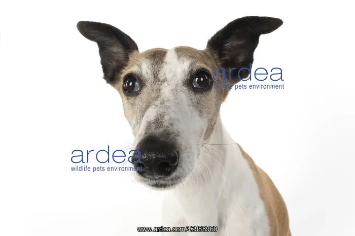 : DOG, Whippet, haed shot, studio on white : DOG, Whippet, haed shot, studio on white