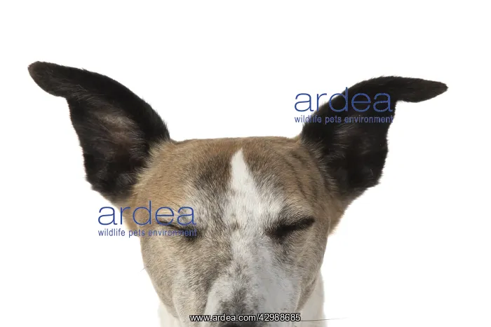  : DOG. Whippet, head shot, eyes closed, studio on white