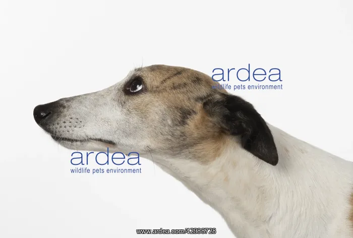 : DOG. Whippet, head shot, studio on white : DOG. Whippet, head shot, studio on white