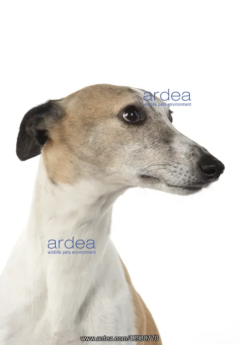 : DOG. Whippet, head shot, studio on white : DOG. Whippet, head shot, studio on white