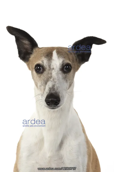 : DOG. Whippet, head shot, studio on white : DOG. Whippet, head shot, studio on white