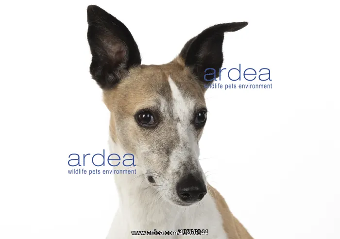 : DOG. Whippet, head shot, studio on white : DOG. Whippet, head shot, studio on white
