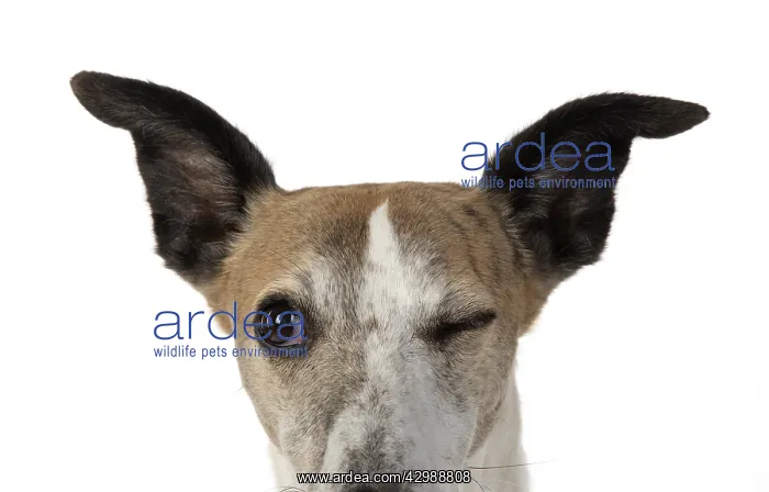 : DOG. Whippet, head shot, winking, studio on white : DOG. Whippet, head shot, winking, studio on white