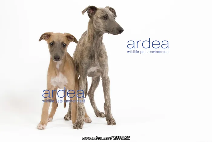  : Dog - Whippet puppies in studio