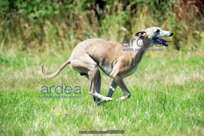 : Dog - Whippet running in a field : Dog - Whippet running in a field