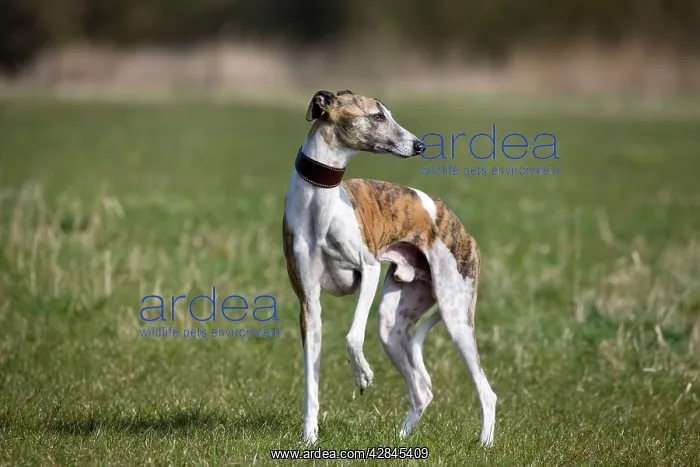 : Dog - Whippet standing in garden : Dog - Whippet standing in garden
