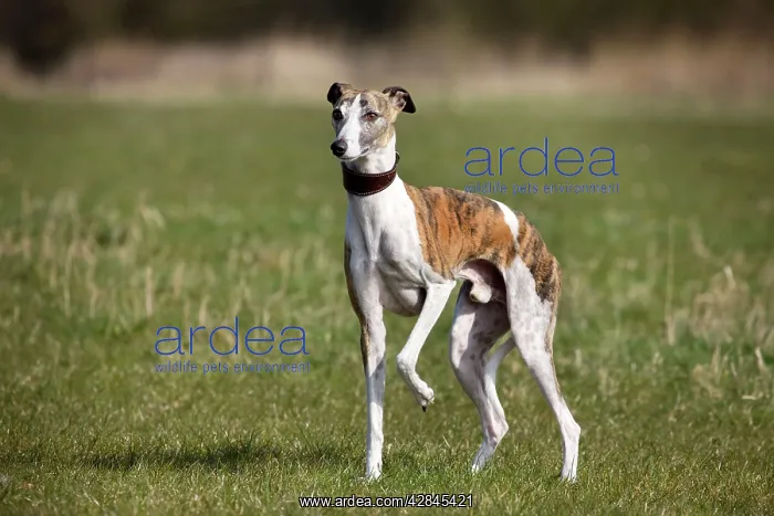 : Dog - Whippet standing in garden : Dog - Whippet standing in garden