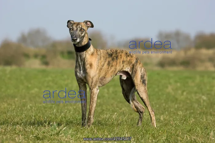 : Dog - Whippet standing in garden