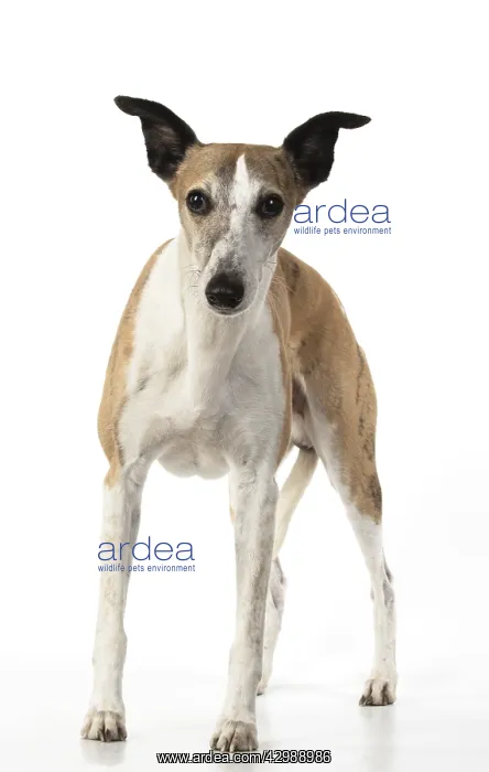: DOG. Whippet, standing, studio on white : DOG. Whippet, standing, studio on white