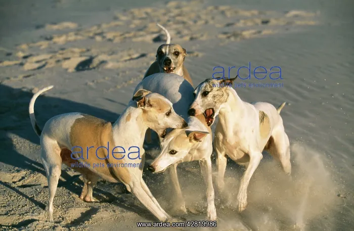 : DOG - WHIPPETS - fighting on beach, biting a subordinate : DOG - WHIPPETS - fighting on beach, biting a subordinate