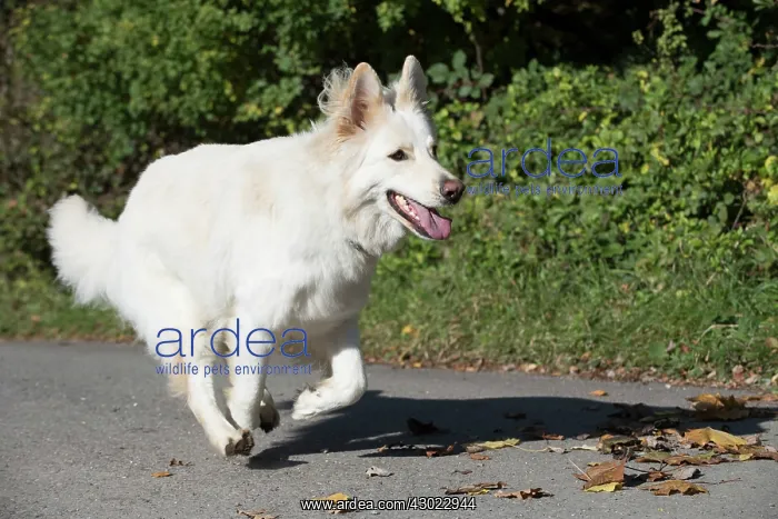 : Dog White German Shepherd : Dog White German Shepherd