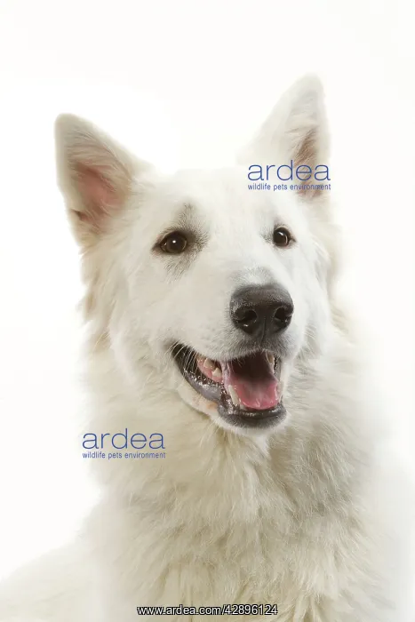  : Dog - White Shepherd  /  Berger blanc in studio