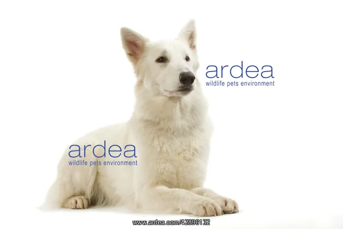  : Dog - White Shepherd  /  Berger blanc in studio