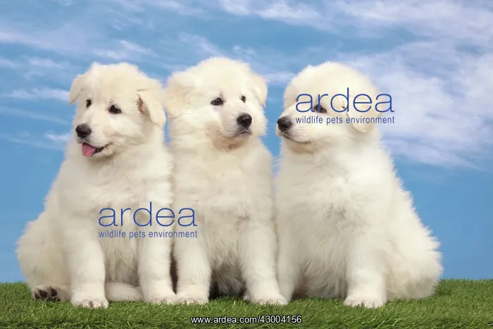 : Dog - White Swiss Shepherd : Dog - White Swiss Shepherd
