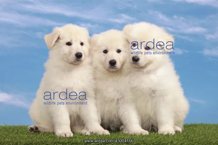 : Dog - White Swiss Shepherd : Dog - White Swiss Shepherd
