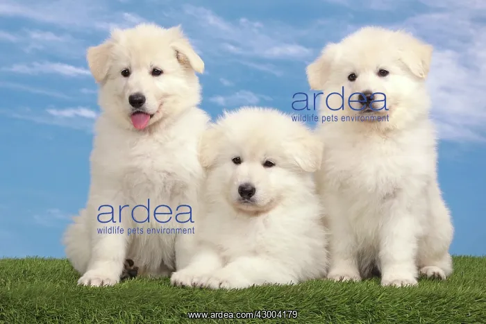 : Dog - White Swiss Shepherd : Dog - White Swiss Shepherd