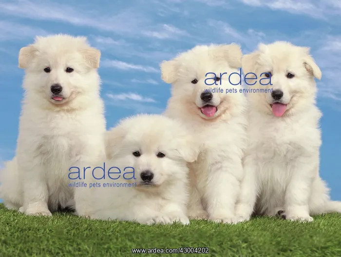 : Dog - White Swiss Shepherd : Dog - White Swiss Shepherd