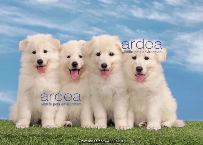 : Dog - White Swiss Shepherd : Dog - White Swiss Shepherd