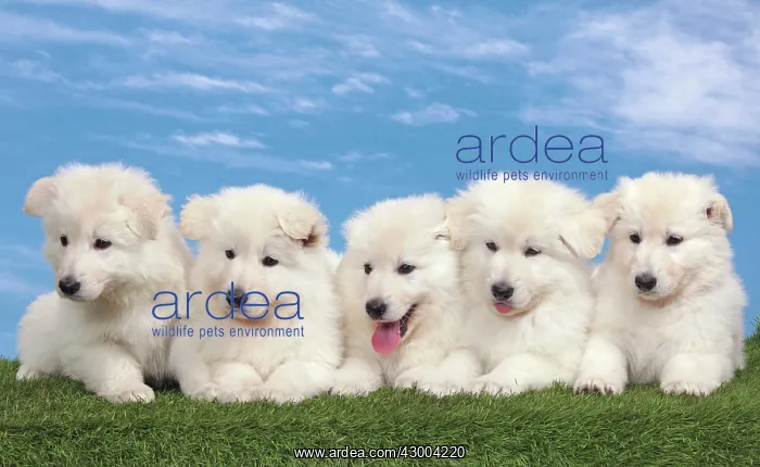: Dog - White Swiss Shepherd : Dog - White Swiss Shepherd