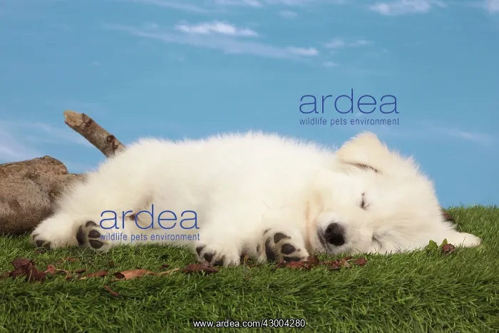  : Dog - White Swiss Shepherd