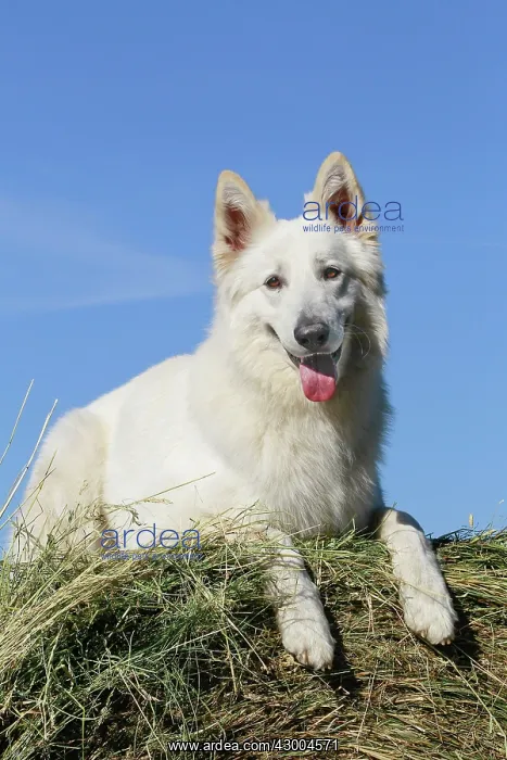 : Dog - White Swiss Shepherd : Dog - White Swiss Shepherd