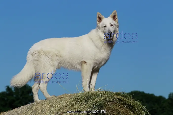 : Dog - White Swiss Shepherd : Dog - White Swiss Shepherd