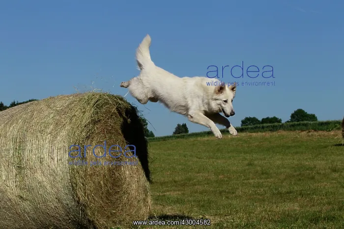 : Dog - White Swiss Shepherd : Dog - White Swiss Shepherd