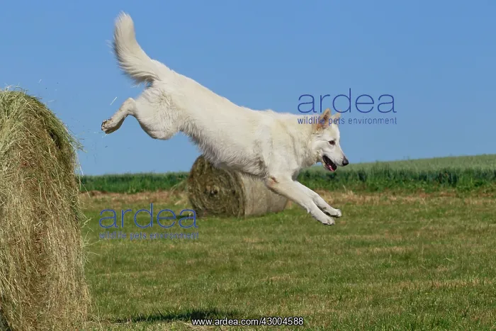 : Dog - White Swiss Shepherd : Dog - White Swiss Shepherd