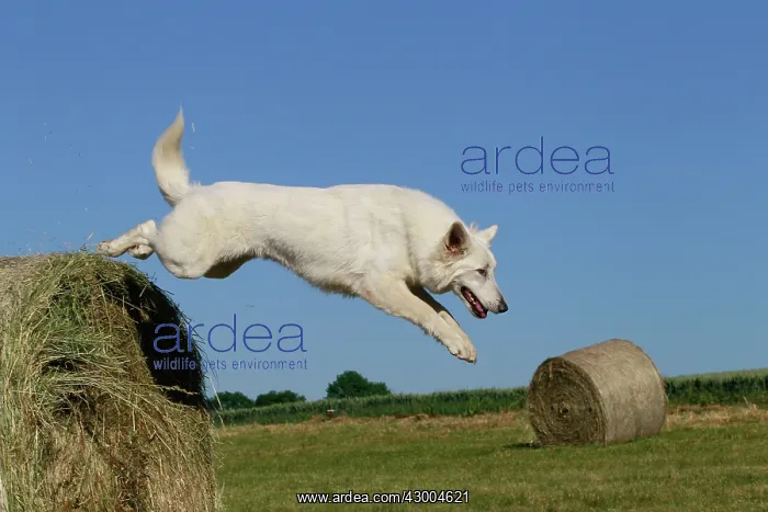 : Dog - White Swiss Shepherd : Dog - White Swiss Shepherd