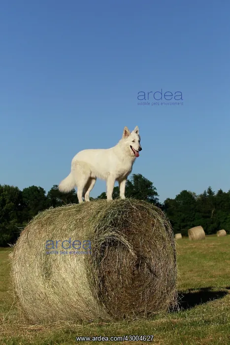 : Dog - White Swiss Shepherd : Dog - White Swiss Shepherd