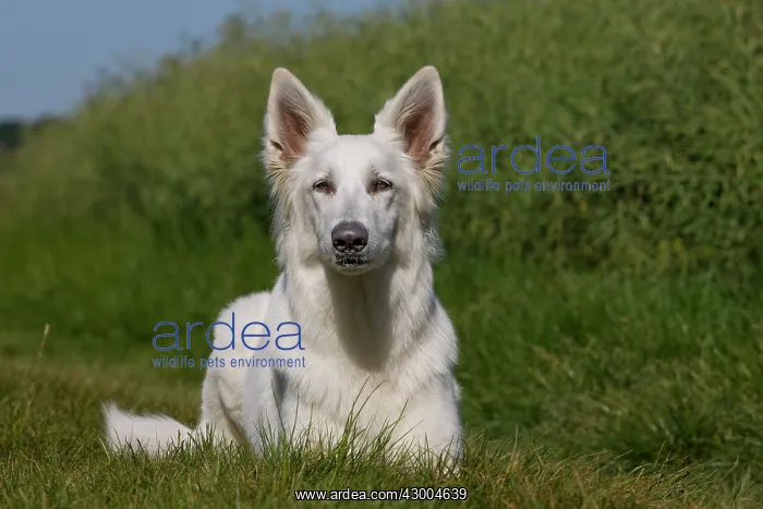  : Dog - White Swiss Shepherd