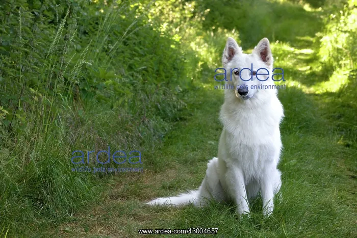  : Dog - White Swiss Shepherd