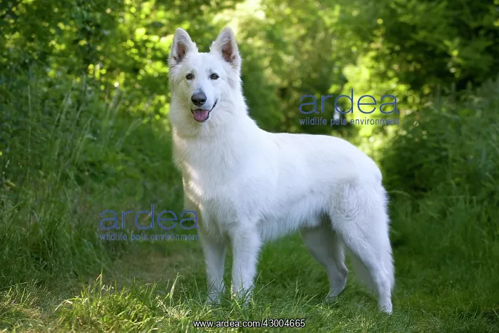  : Dog - White Swiss Shepherd