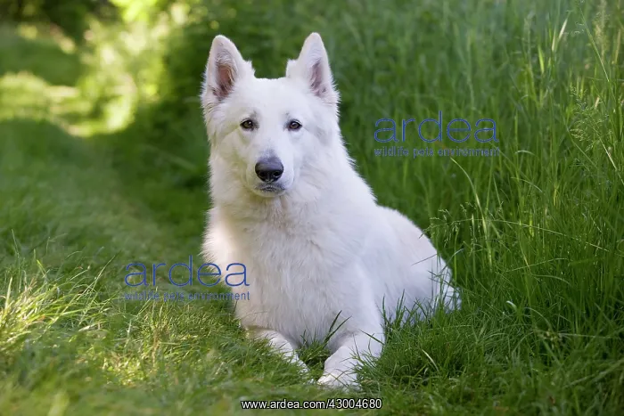  : Dog - White Swiss Shepherd