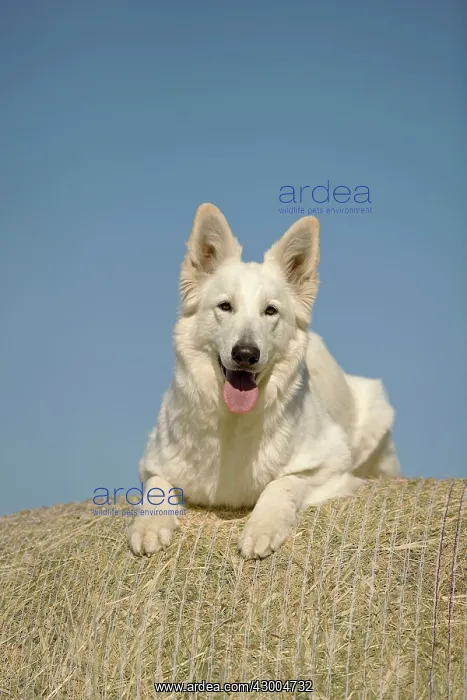 : Dog - White Swiss Shepherd : Dog - White Swiss Shepherd