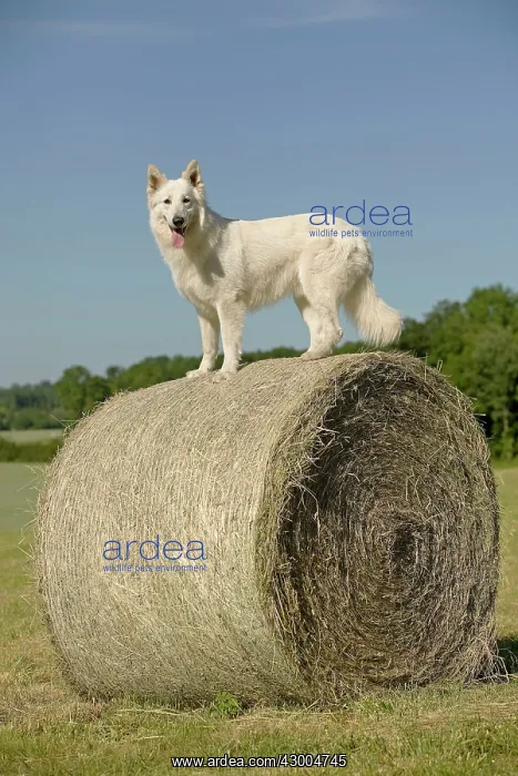 : Dog - White Swiss Shepherd : Dog - White Swiss Shepherd