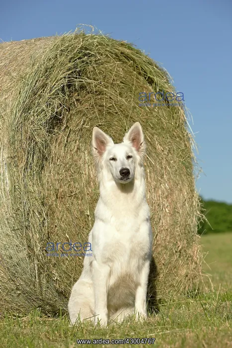 : Dog - White Swiss Shepherd : Dog - White Swiss Shepherd
