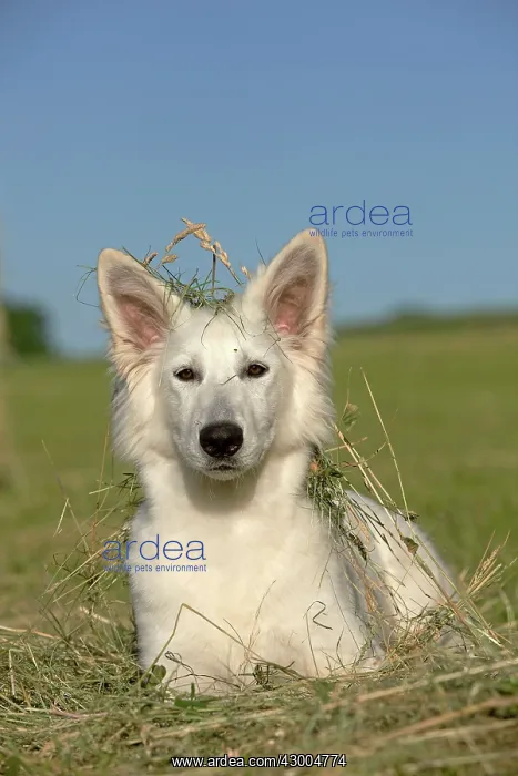 : Dog - White Swiss Shepherd : Dog - White Swiss Shepherd