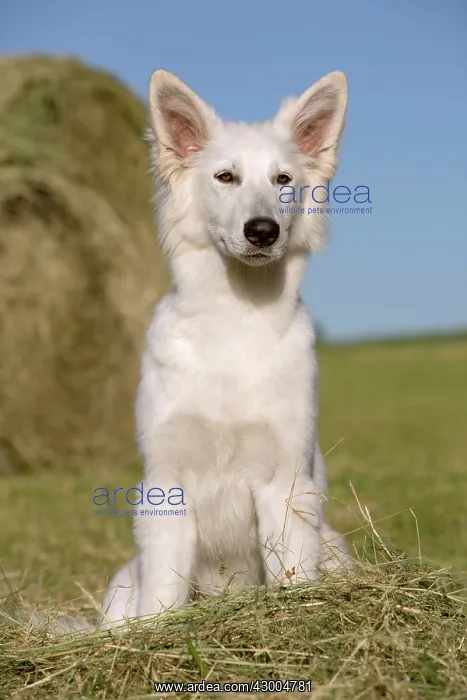  : Dog - White Swiss Shepherd
