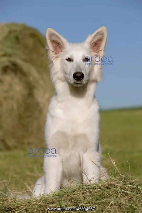  : Dog - White Swiss Shepherd