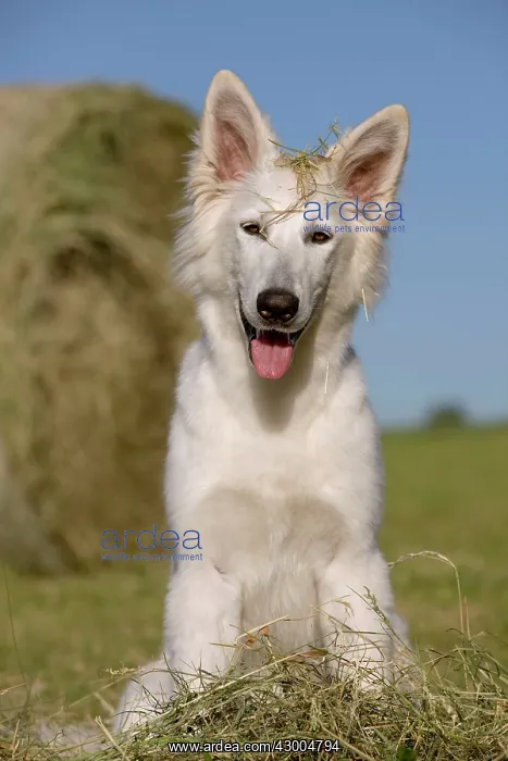 : Dog - White Swiss Shepherd : Dog - White Swiss Shepherd