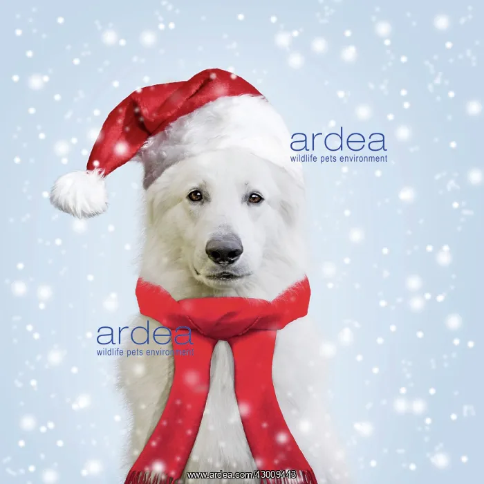 : Dog White Swiss Shepherd : Dog White Swiss Shepherd