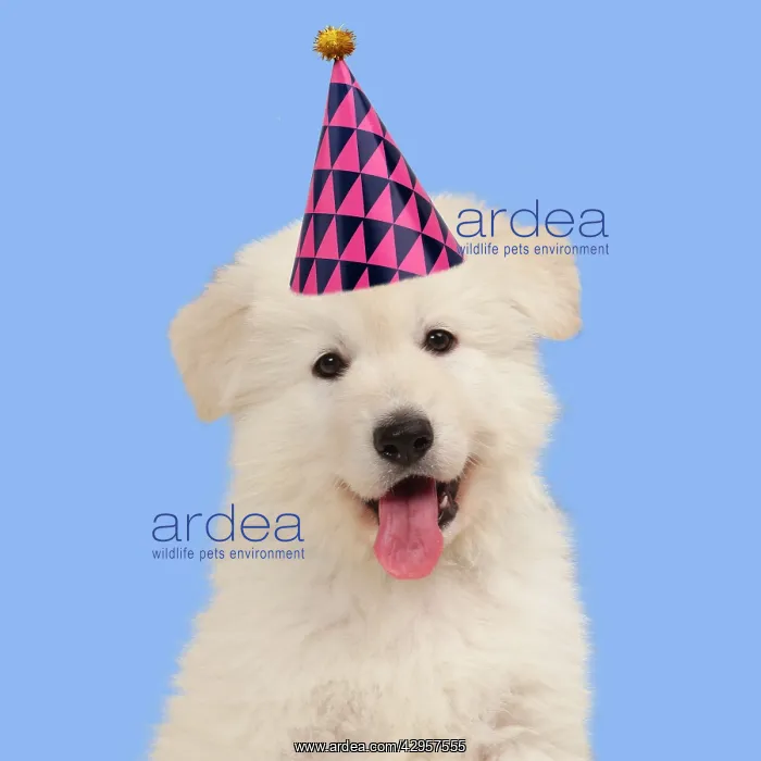 : Dog - White Swiss Shepherd puppy wearing birthday party hat : Dog - White Swiss Shepherd puppy wearing birthday party hat