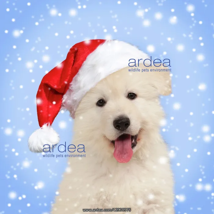 : Dog - White Swiss Shepherd puppy - wearing Christmas hat : Dog - White Swiss Shepherd puppy - wearing Christmas hat