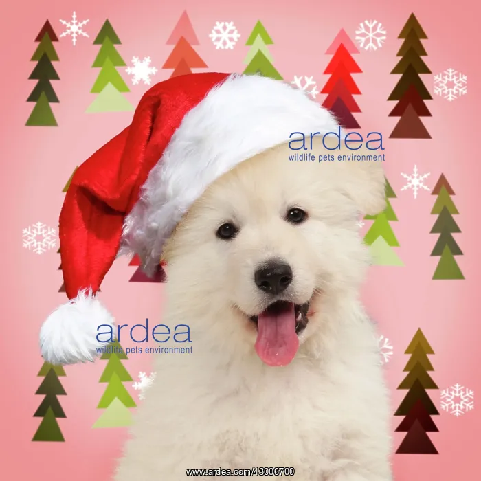 : Dog White Swiss Shepherd puppy wearing Christmas hat : Dog White Swiss Shepherd puppy wearing Christmas hat
